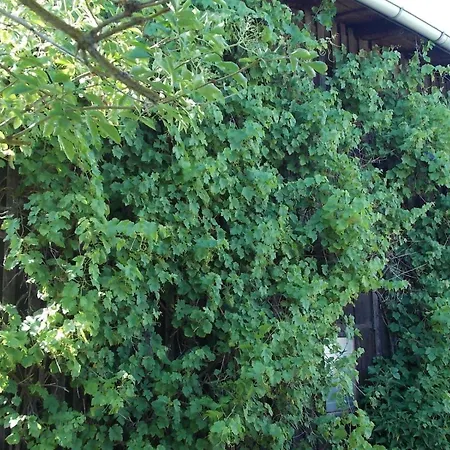 Mohnblume * Gerswalde