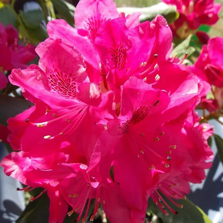 Apartmán Mohnblume *