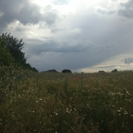 Mohnblume *