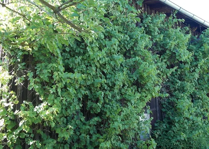 Mohnblume * Gerswalde