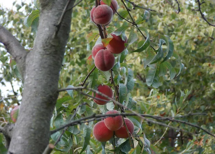 Mohnblume Apartamento
