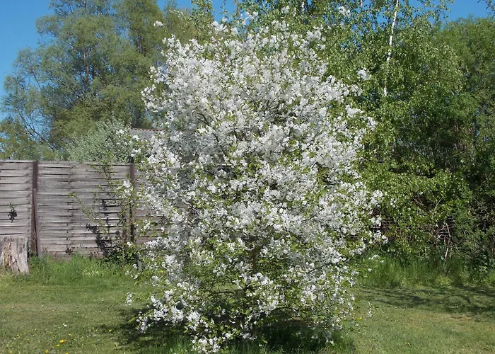 Mohnblume Apartamento *